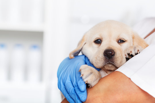Cardiologista para cachorro