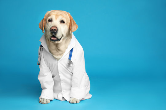 Cardiologista para cachorro perto de mim