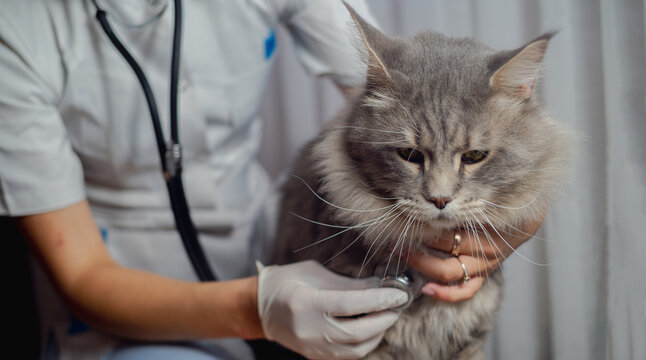 Cardiologista veterinário no ABC