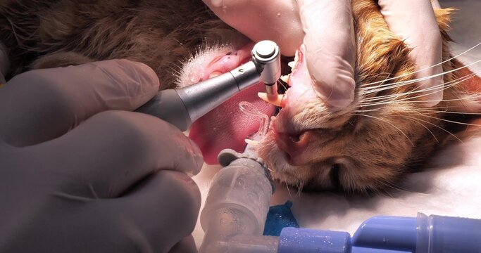 Clínica com dentista para animais