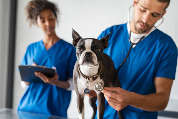 Clínica de exames para animais