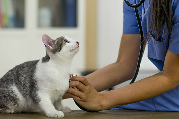 Clínica de exames para animais em São Caetano do Sul