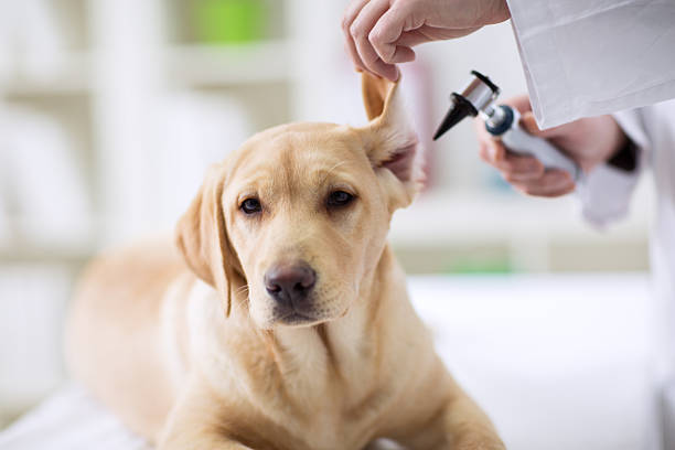 Clínica de exames veterinários