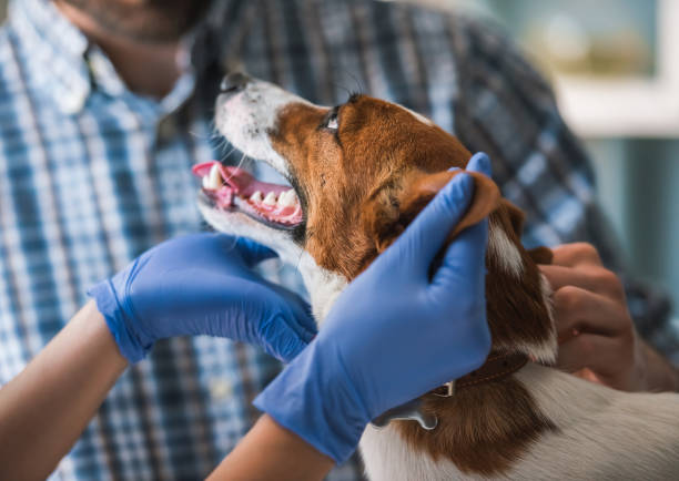 Clínica de exames veterinários em São Caetano do Sul