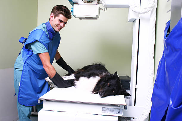 Clínica de raio x para cachorro no ABC