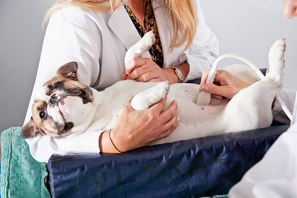 Clínica de ultrassom para cachorro no ABC