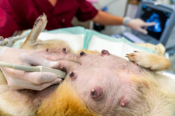 Clínica de ultrassom veterinário no ABC