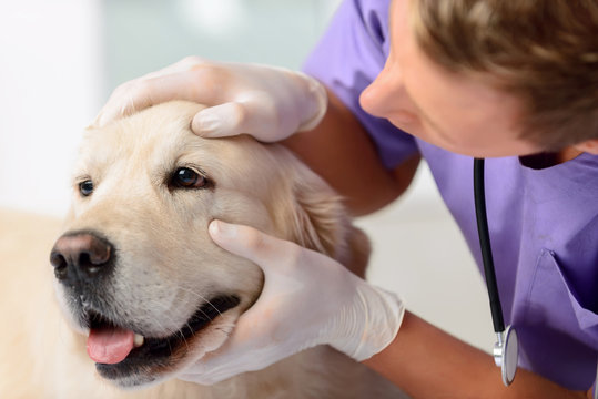 Clínica veterinária com exame de sangue