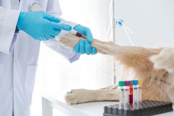 Clínica veterinária com exame de sangue no ABC