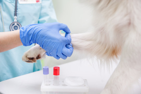 Clínica veterinária com exame de sangue em São Caetano do Sul