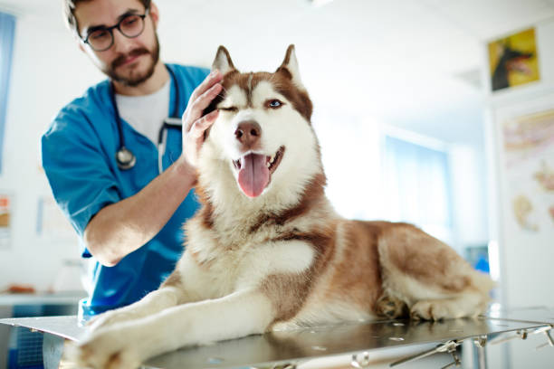 Clínica veterinária com exames no ABC