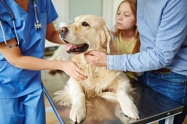 Clínica veterinária com exames em São Caetano do Sul