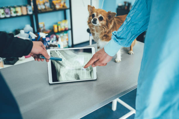 Clínica veterinária que faz raio x no ABC