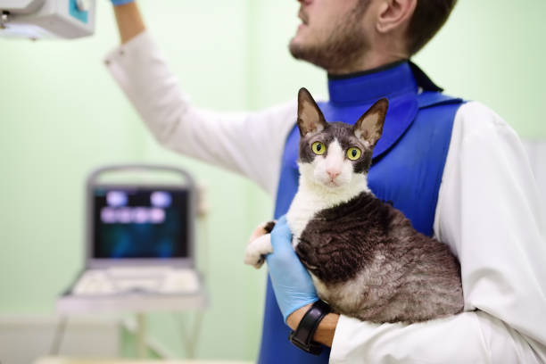 Clínica veterinária que faz raio x em São Caetano do Sul