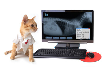 Imagem ilustrativa de Clínica veterinária com raio x em São Caetano do Sul