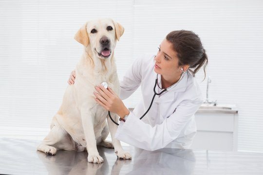 Exame histopatológico veterinário em São Caetano do Sul