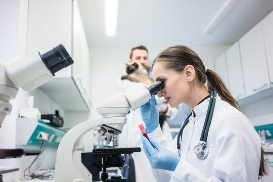 Exame de sangue veterinário no ABC