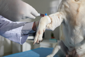 Exame de sangue veterinário em São Caetano do Sul