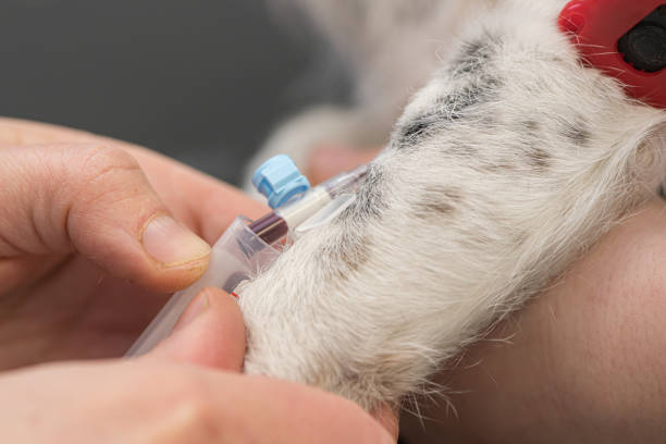 Hemogasometria para animais no ABC