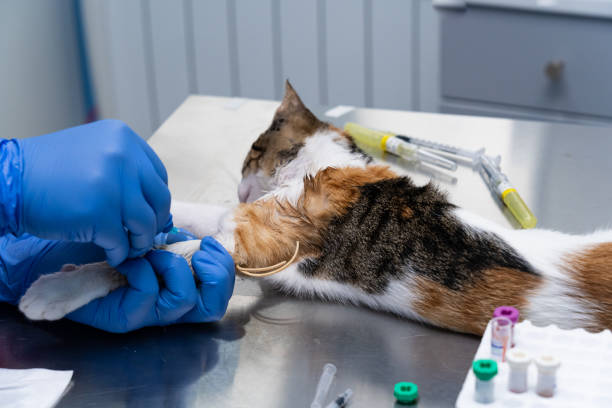 Hemogasometria para animais em São Caetano do Sul