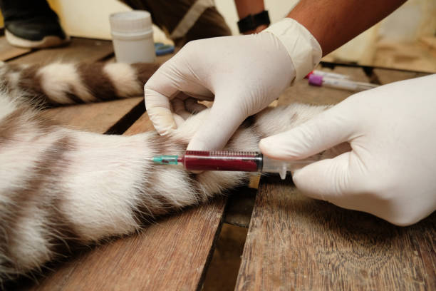 Hemogasometria venosa no ABC