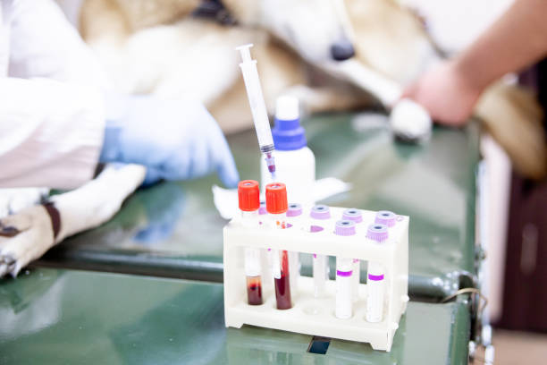 Hemogasometria veterinária