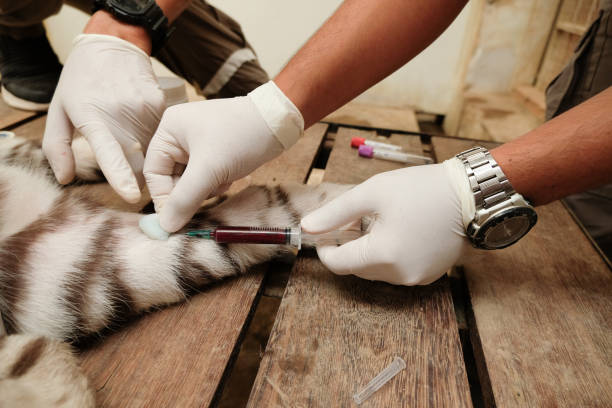 Hemogasometria veterinária em São Caetano do Sul