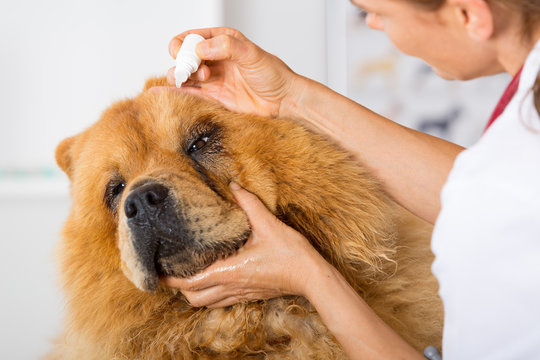 Oftalmo veterinário em São Caetano do Sul