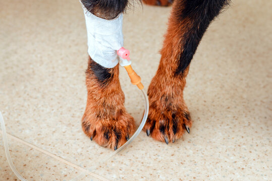Oncologista para animais perto de mim