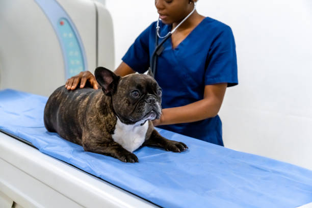 Tomografia para cachorro