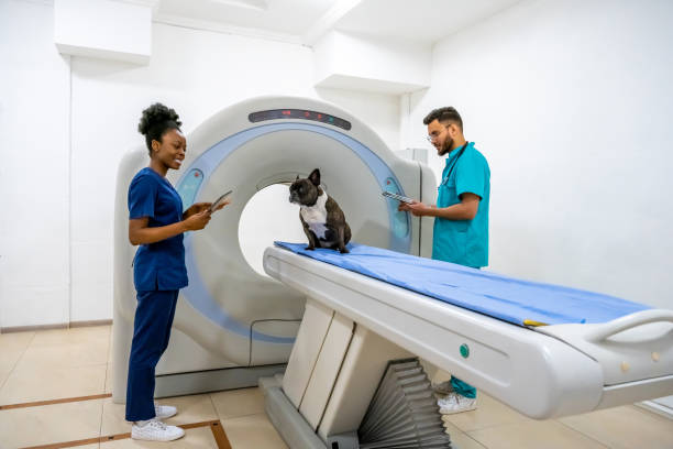 Tomografia para cachorro no ABC