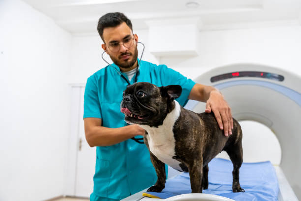 Tomografia computadorizada para cães