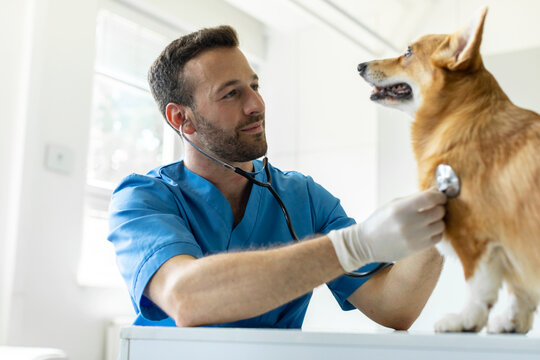 Veterinário cardiologista em São Caetano do Sul