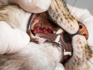 Veterinário dentista no ABC