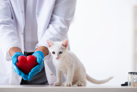 Veterinário dermatologista perto de mim em São Caetano do Sul