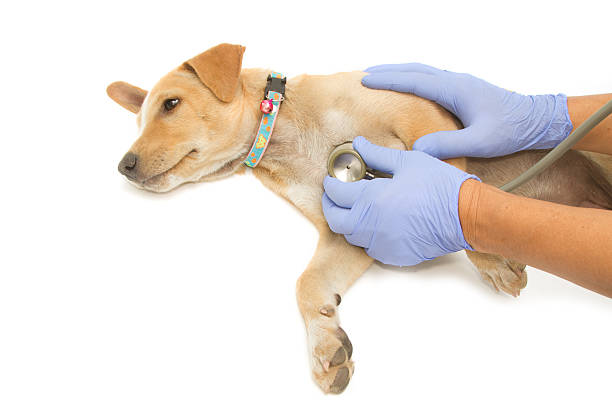 Veterinário nefrologista em São Caetano do Sul