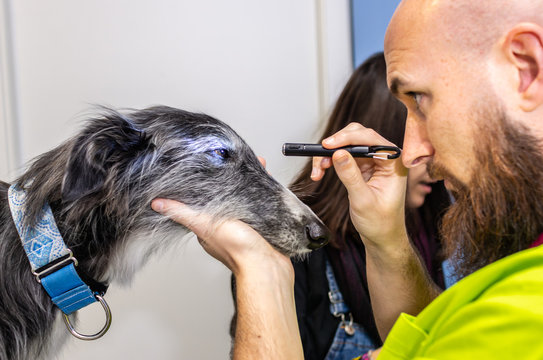 Veterinário oftalmologista no ABC
